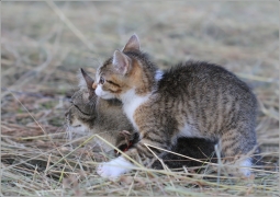 <p>Mia</p>